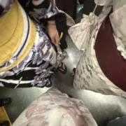 みらいの画像