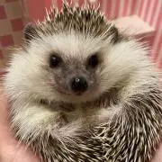 miiの画像