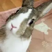 モン