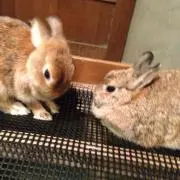 うさの画像