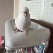 コジコジ