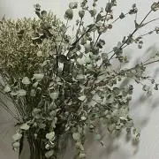 shioの画像