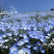 リズの画像