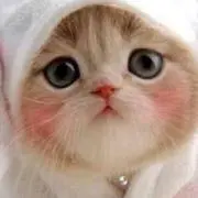 こにゃんこの画像