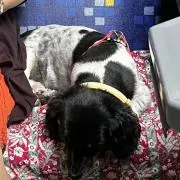 ミヤビーの画像