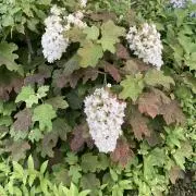 シロ　即購入歓迎⭐︎の画像