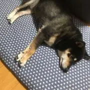 ひまつぶの画像