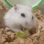 あい