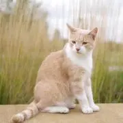 紺