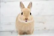 苺みるく〆梱包撮影◯神経質な方ご購入✖︎の画像