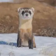 ふじの画像