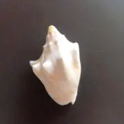 みどりの画像