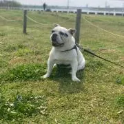 フレブル
