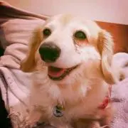 ここ