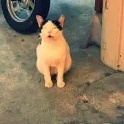 なかふみの画像