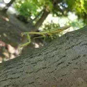 すだ