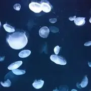 宮羅の画像
