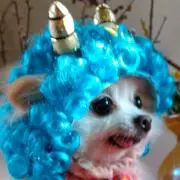 ぽぴみもの画像