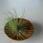 旅をする木の画像