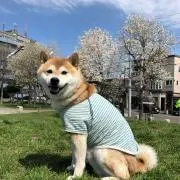 ulalandの画像