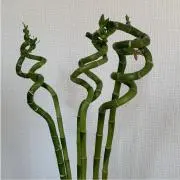 Yihuiの画像