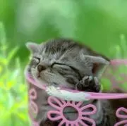 あんの画像