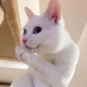 ちこの画像