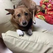 圭