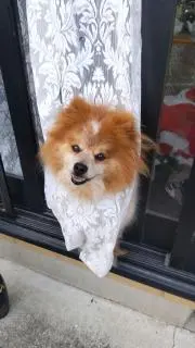 コミの画像
