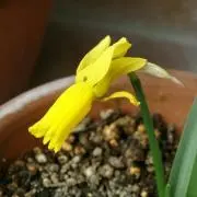 ソラヒヨの画像