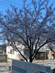 アイビーの画像