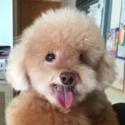 シズコングの画像