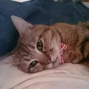 ねこやしき