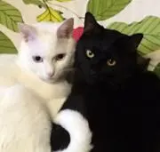 ヘバラギの画像