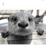 カワウソ プロフ必読！の画像