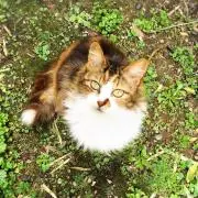 ねこねこみけねこの画像