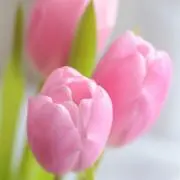 Rururu3の画像