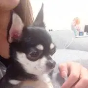 ごまちゃんの画像