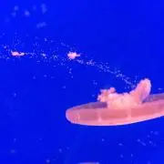 ここ