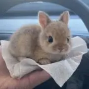 aの画像