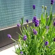 みずの画像