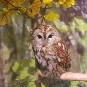 ぴよぴよの画像