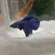 ひかり