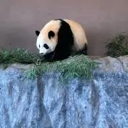 あやむー♪の画像