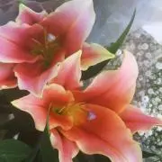 ilovemiの画像