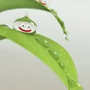 マサランの画像