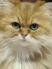 ハイジママの画像