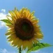 はな