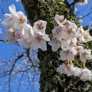 sakuraの画像
