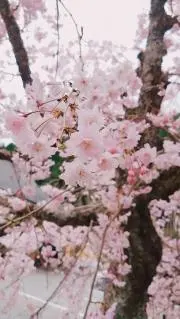 かなこの画像